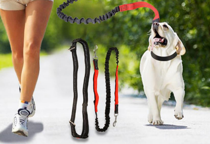 Laisse de chien- Ultimate Comfort