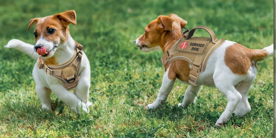 Harnais anti traction chien- EASTONG