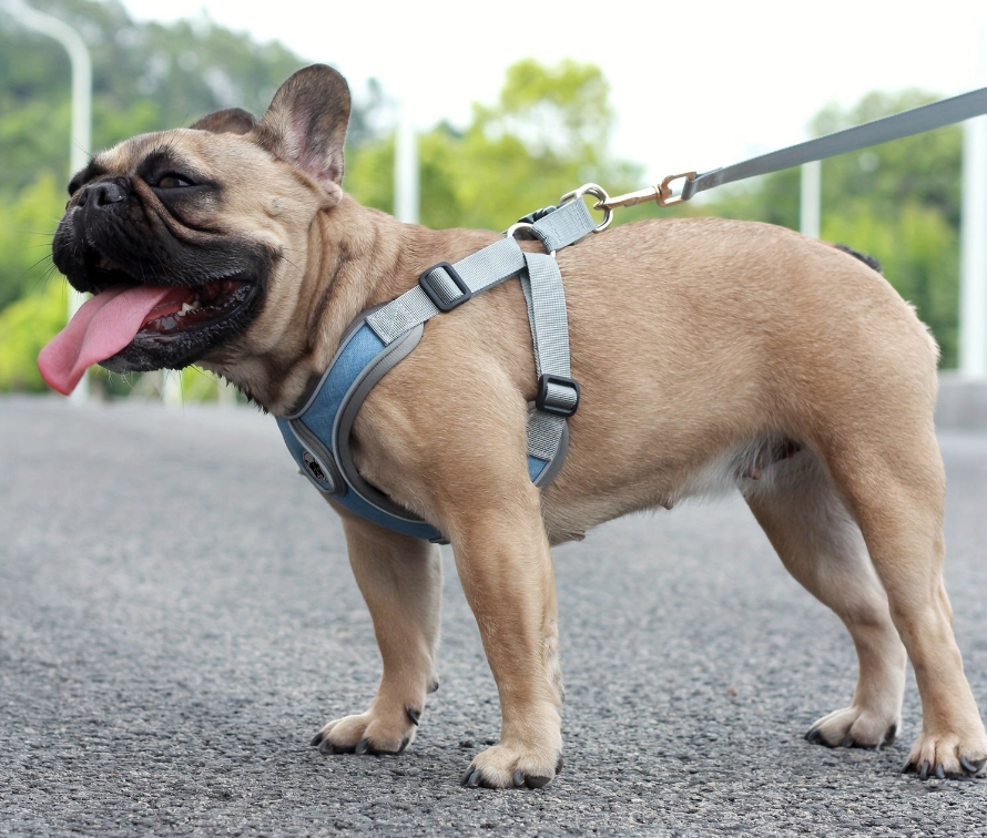 Laisse de chien- Bulldog Laisse- Harnais pour chien