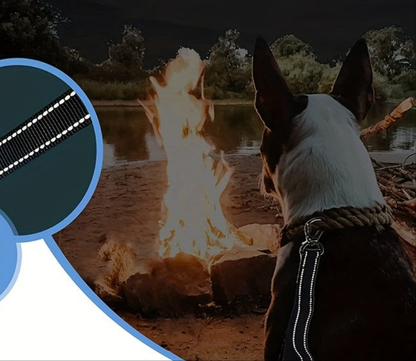 Laisse de chien- Bungee anti traction