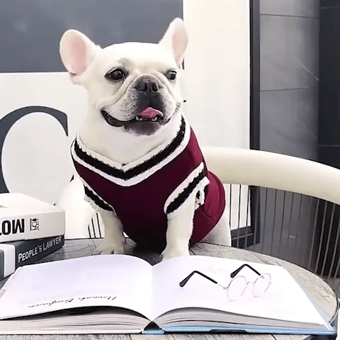 Pull pour Chien | Tendance Confort