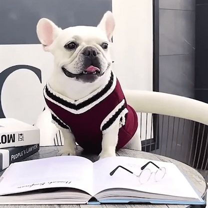 Pull pour Chien | Tendance Confort