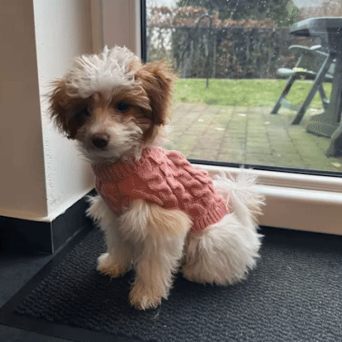 Pull pour chien | Douillet