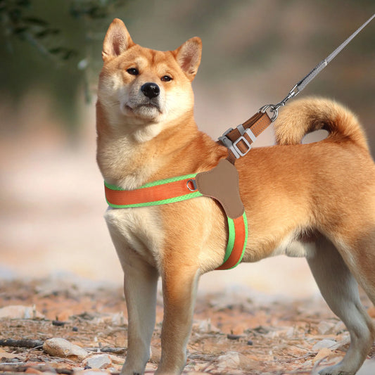 Harnais chien anti traction- Didog Couleur Vive