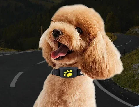 Collier GPS pour chien- Anti-Loss Real-Time Tracking