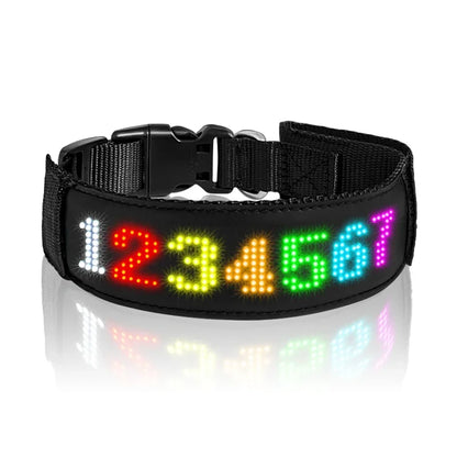 Chien collier lumineux | SafePet