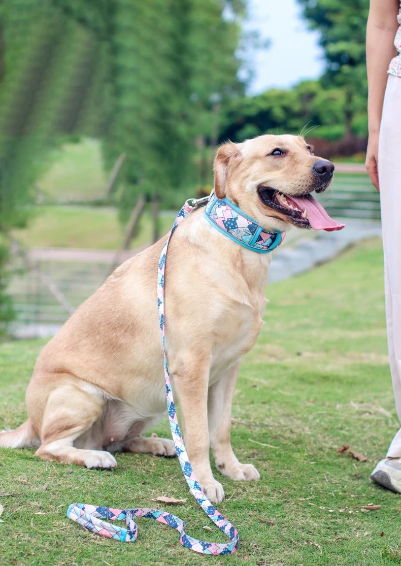 Collier de dressage pour chien- Confortable Extensible