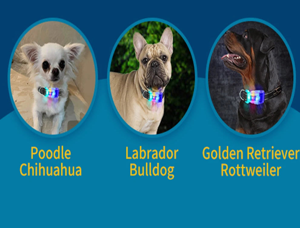 Collier chien lumineux-Collier-Anti-Perte-LED