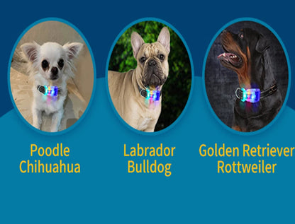 Collier chien lumineux-Collier-Anti-Perte-LED