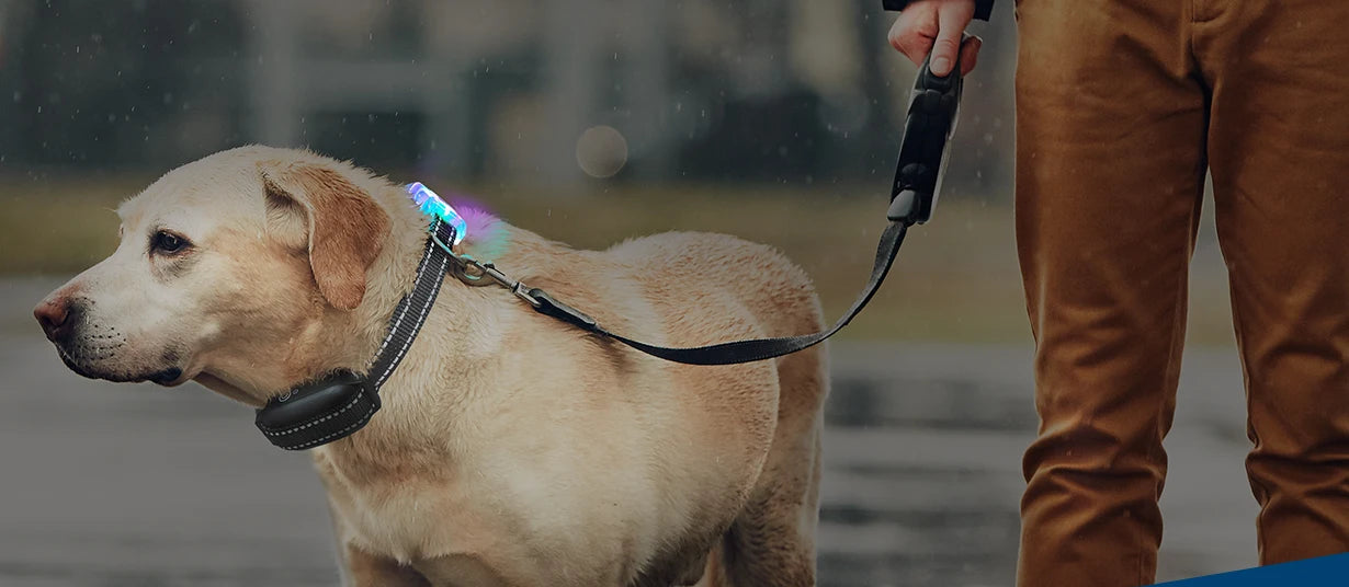Collier chien lumineux-Collier-Anti-Perte-LED