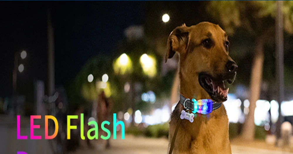 Collier chien lumineux-Collier-Anti-Perte-LED