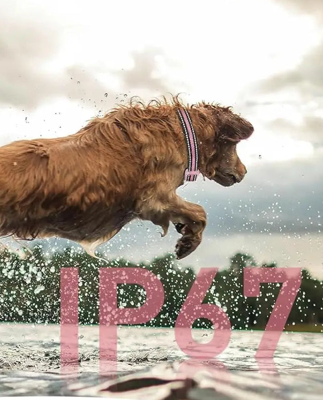 collier dressage chien- anti aboiement sans chocs