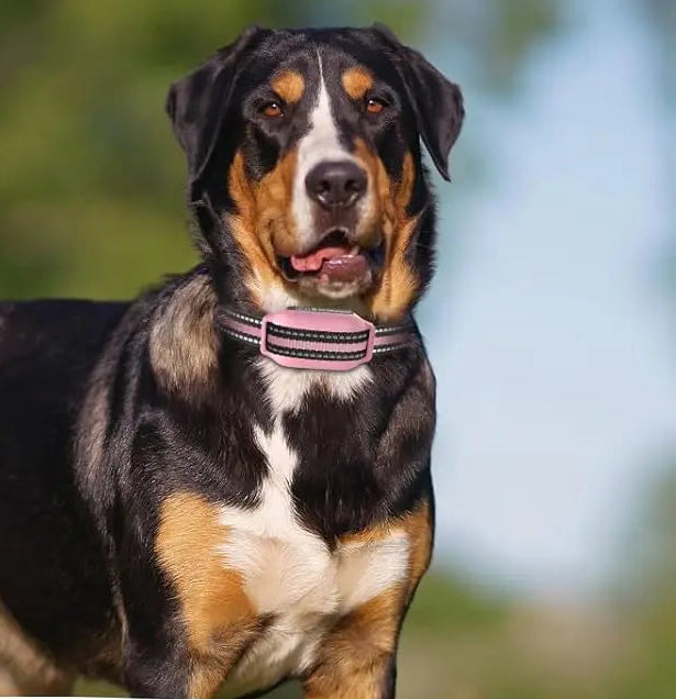 collier dressage chien- anti aboiement sans chocs