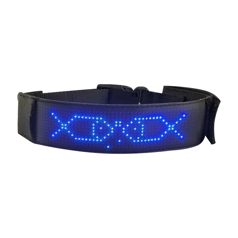 Chien collier lumineux | SafePet