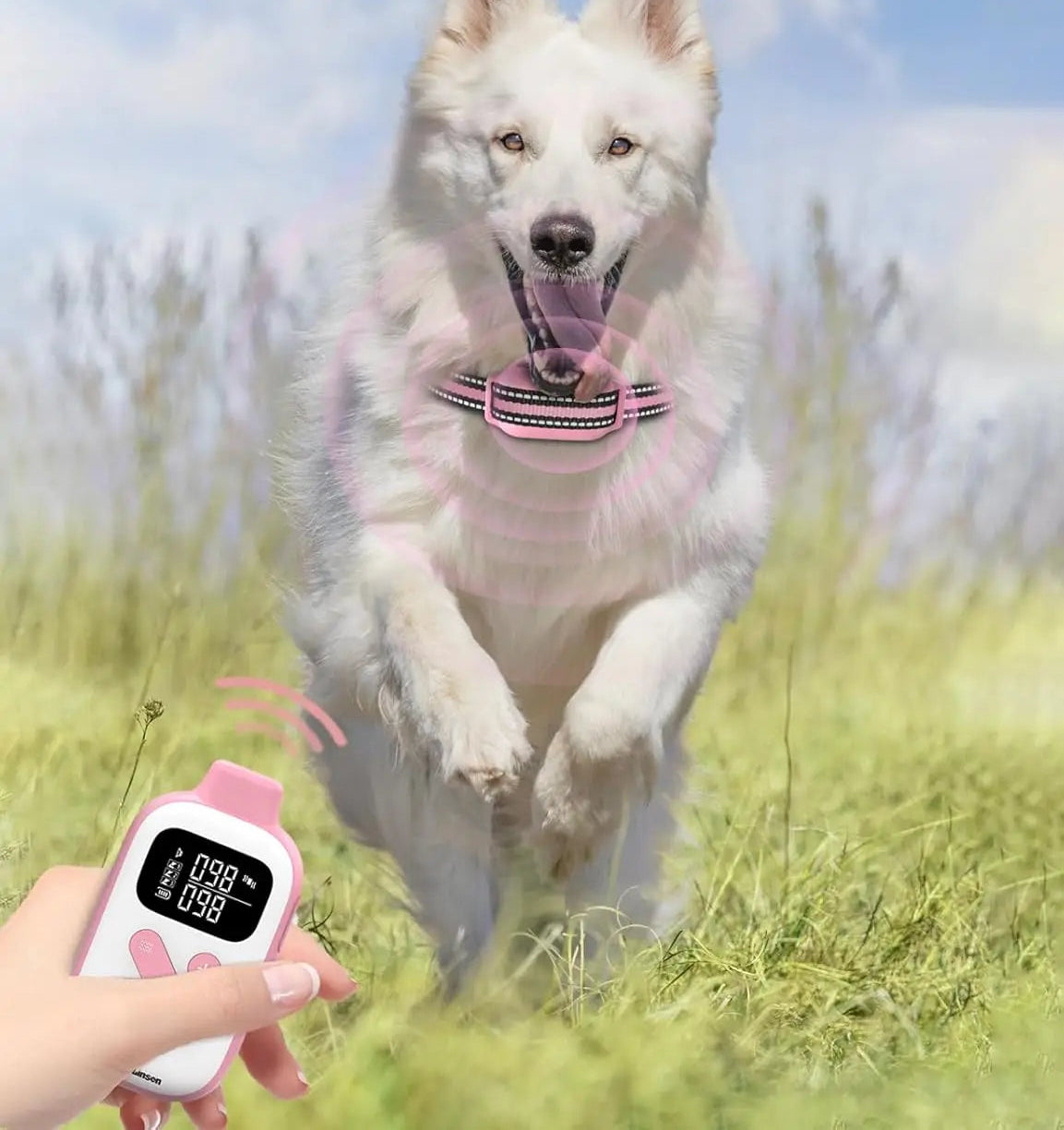 collier dressage chien- anti aboiement sans chocs