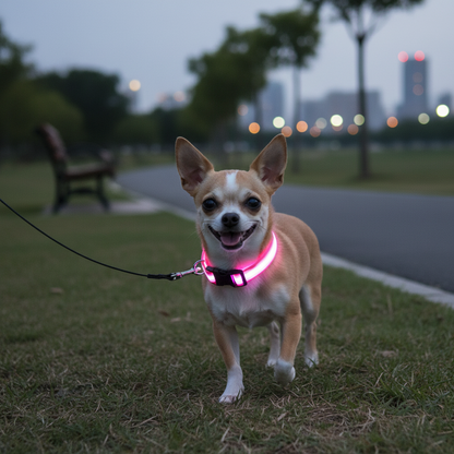 Collier Chien LEDCollarDog™