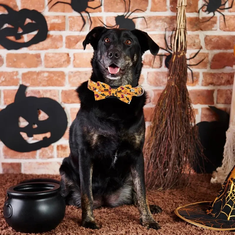 collier chien | Halloween Festif