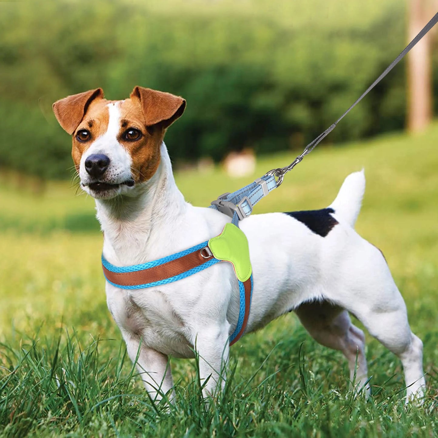 Harnais chien anti traction- Didog Couleur Vive