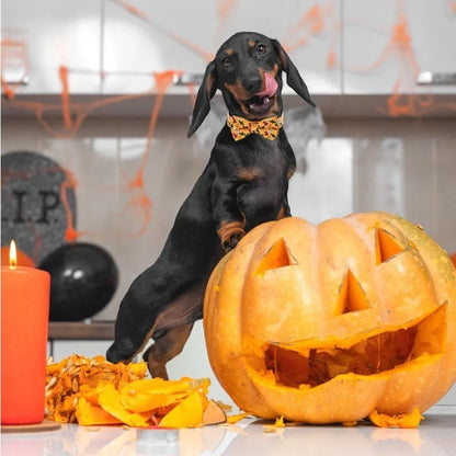 collier chien | Halloween Festif