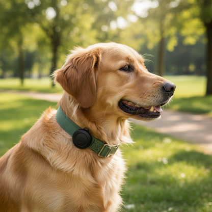 Collier gps chien- 2PCS GPS Tracker Works with iOS