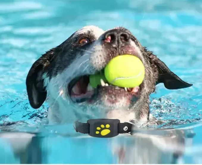 Collier GPS pour chien- Anti-Loss Real-Time Tracking