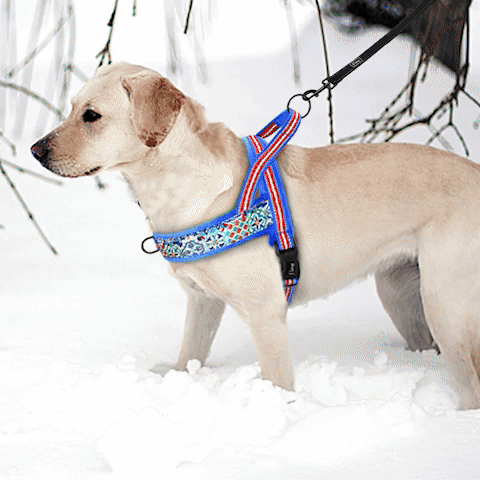 Harnais chien anti traction- No choking