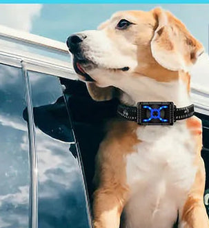 Chien collier de dressage | T500 Citronnelle