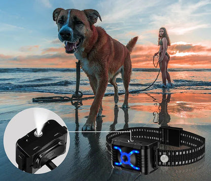 Chien collier de dressage | T500 Citronnelle