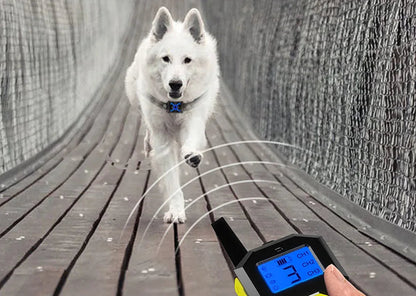 Chien collier de dressage | T500 Citronnelle