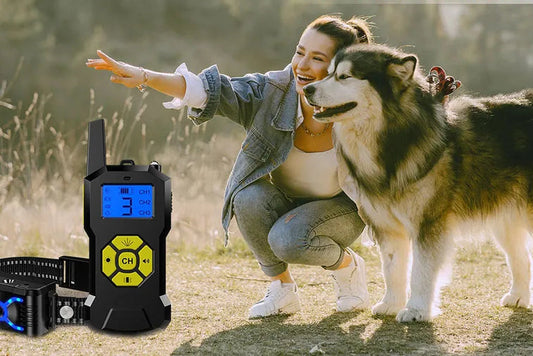 Chien collier de dressage | T500 Citronnelle