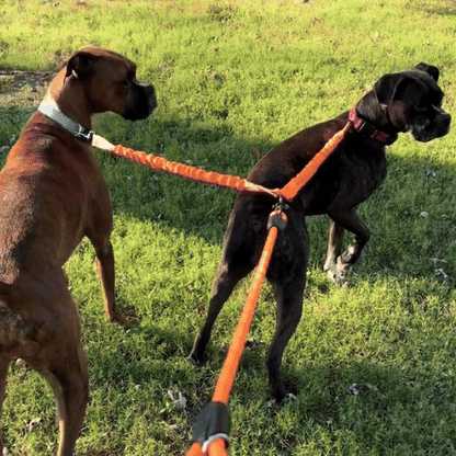 Laisse pour chien-Double longue