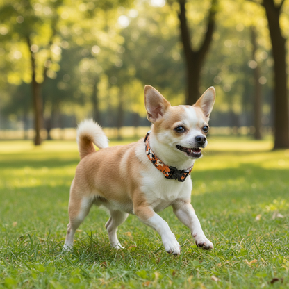 Collier de dressage pour chien- Heavy-Duty Tactical Dog Collar