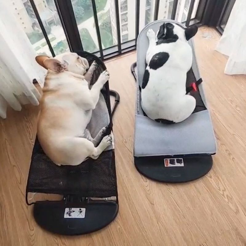 Canape pour chien - Chaise à bascule pour chien - Le Chihuahua Voyageur