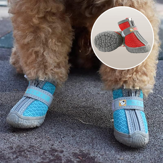 chaussure-chien-couleur
