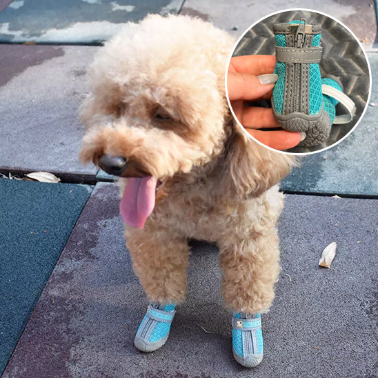 chaussure-chien-fit