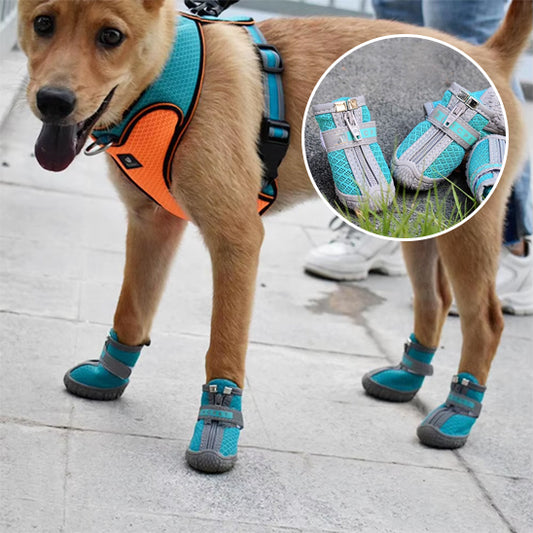 chaussure-chien-trio