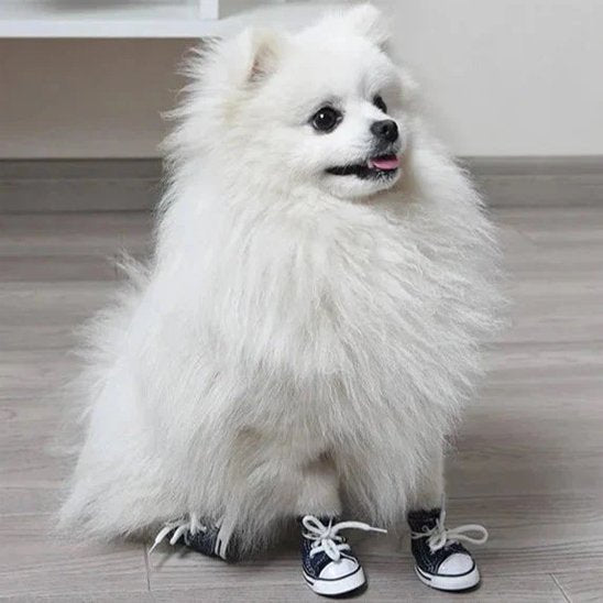 Chaussure Chien