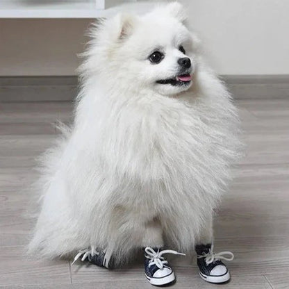 Chaussure Chien