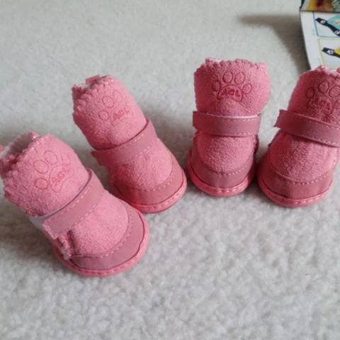 Chaussure pour Chien