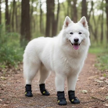 Chaussure pour Chien