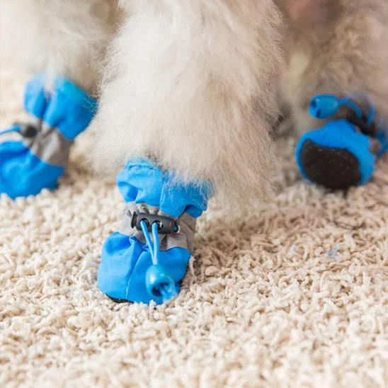 Chaussures chien​