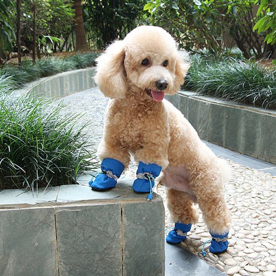 Chaussures chien​