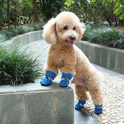 Chaussures chien​