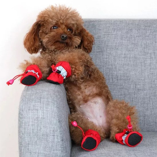 Chaussures chien​
