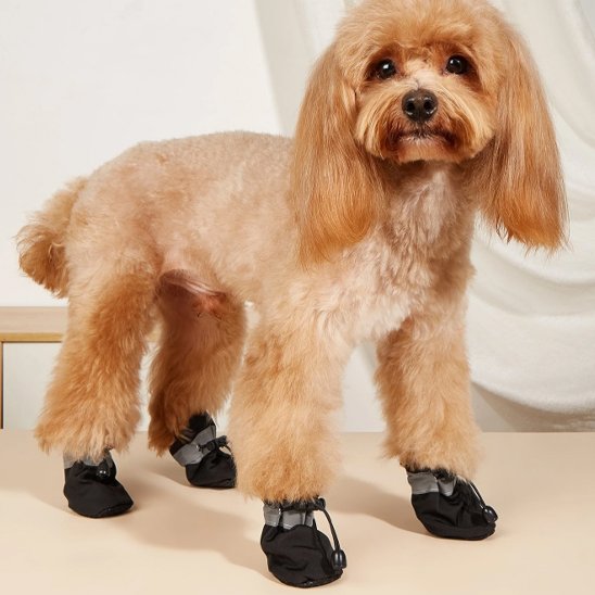 Chaussures chien​
