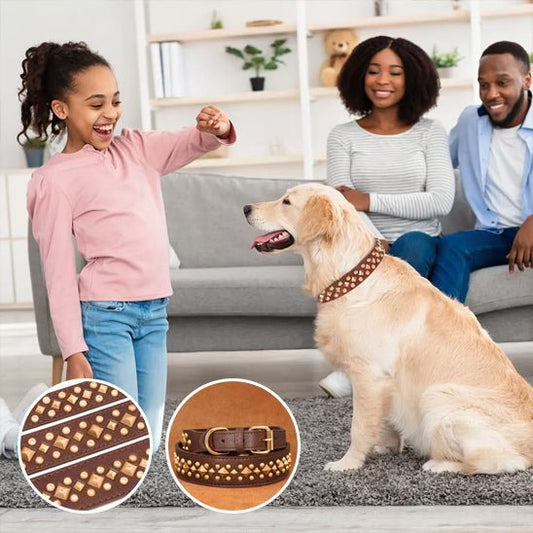 collier chien - anti - morsure - Le Chihuahua Voyageur