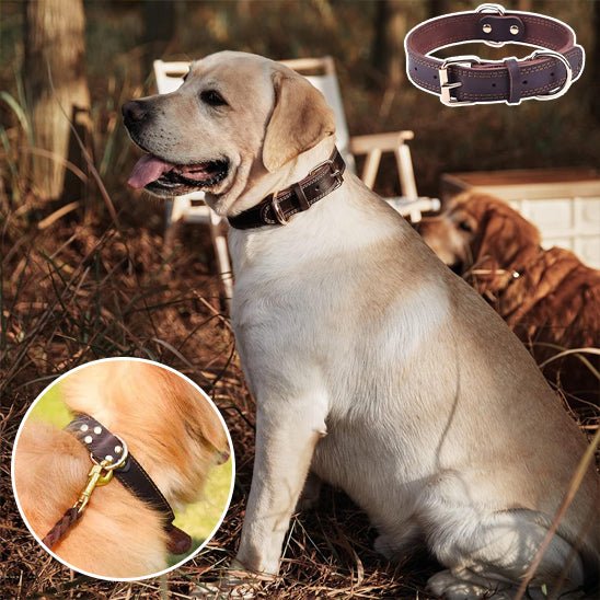 collier chien - cuir véritable - Le Chihuahua Voyageur