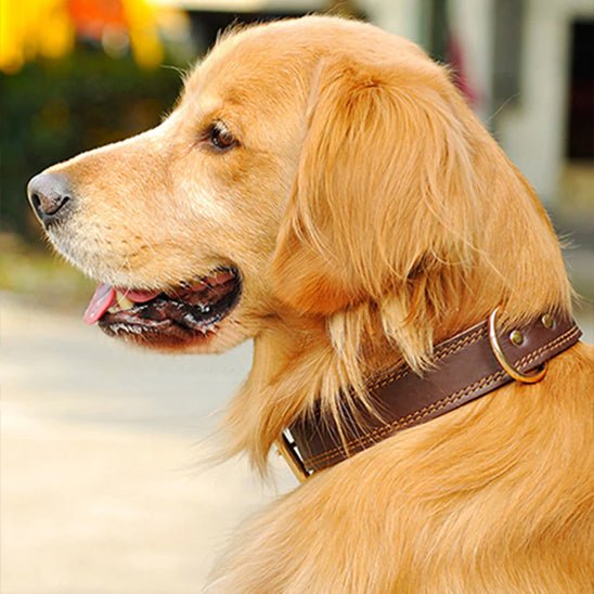 collier chien - cuir véritable - Le Chihuahua Voyageur