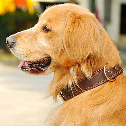 collier chien - cuir véritable - Le Chihuahua Voyageur