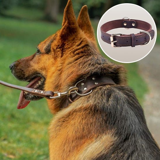 collier chien - cuir véritable - Le Chihuahua Voyageur